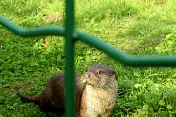03_10.10. Angermuende NABU Erlebniszentrum-neugieriger Fischotter